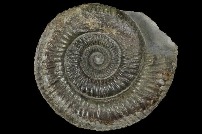 Dactylioceras Ammonite Fossil - England #100484